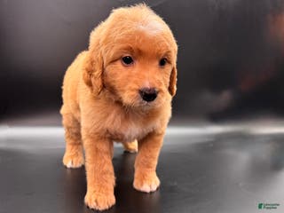 Mini Goldendoodle dogs Tank F One - Ad 25