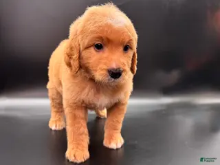 Mini Goldendoodle dogs Tank F One - Ad 35