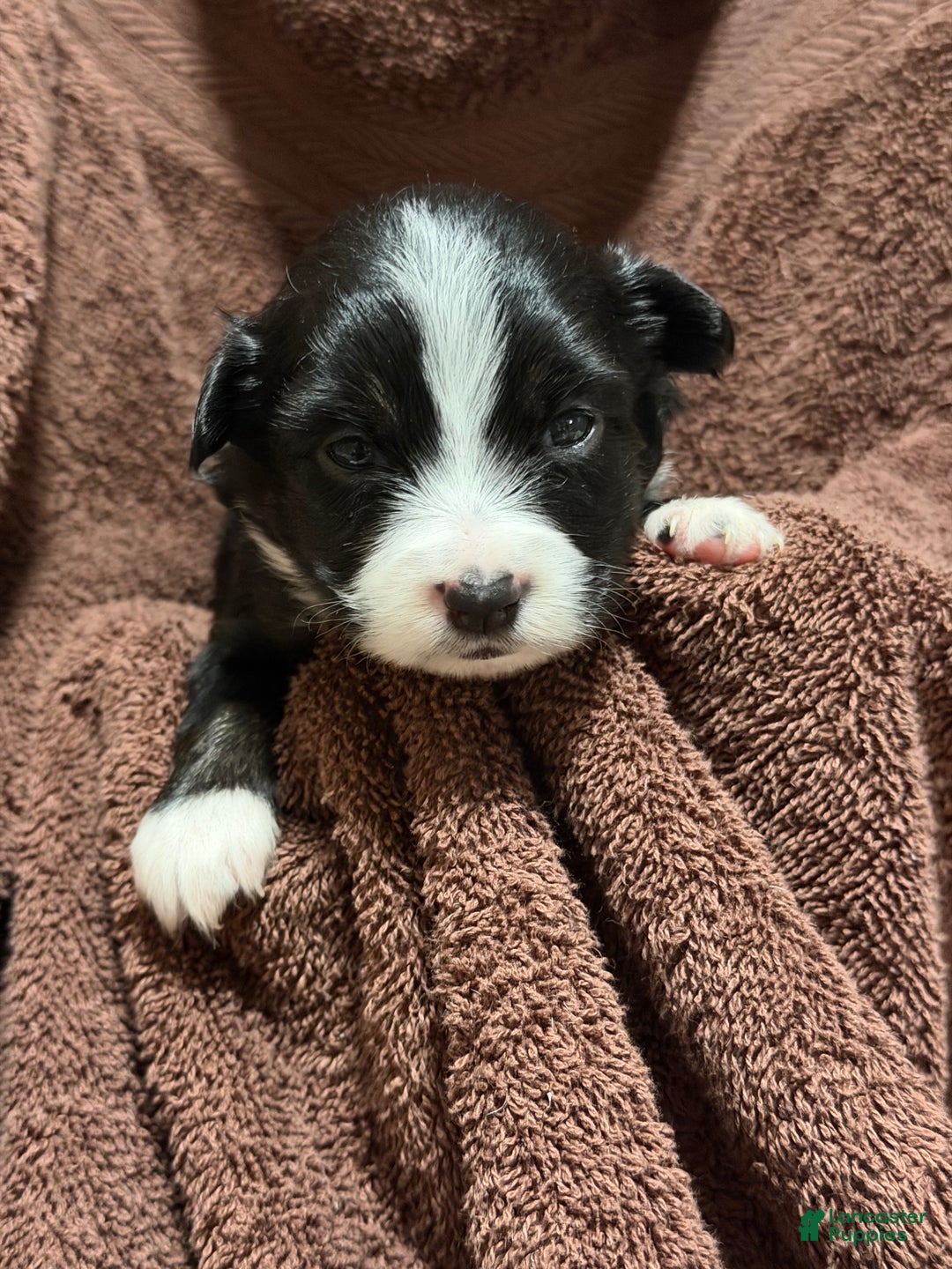 Miniature Australian Shepherd dogs for sale: MINT - Ad 2