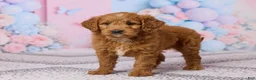 Mini Goldendoodle dogs for sale: Lilac - Ad 5