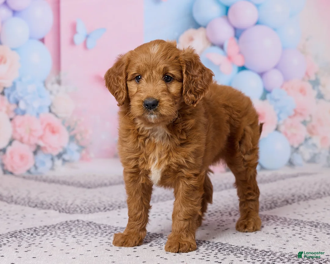 Mini Goldendoodle dogs for sale: Lilac - Ad 5