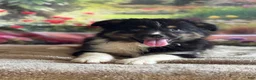 Australian Shepherd dogs for sale: Tina - Ad 2