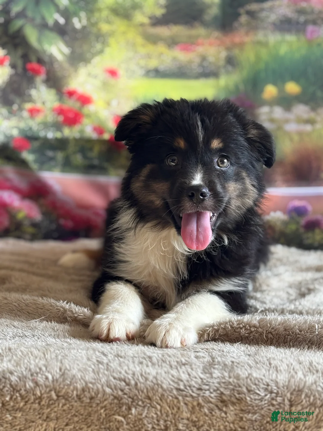 Australian Shepherd dogs for sale: Tina - Ad 2