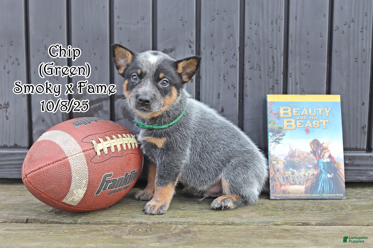 Australian Cattle Dog dogs Chip - Ad 42