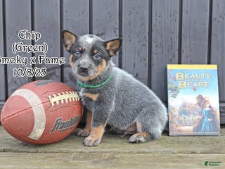 Australian Cattle Dog dogs Chip - Ad 37