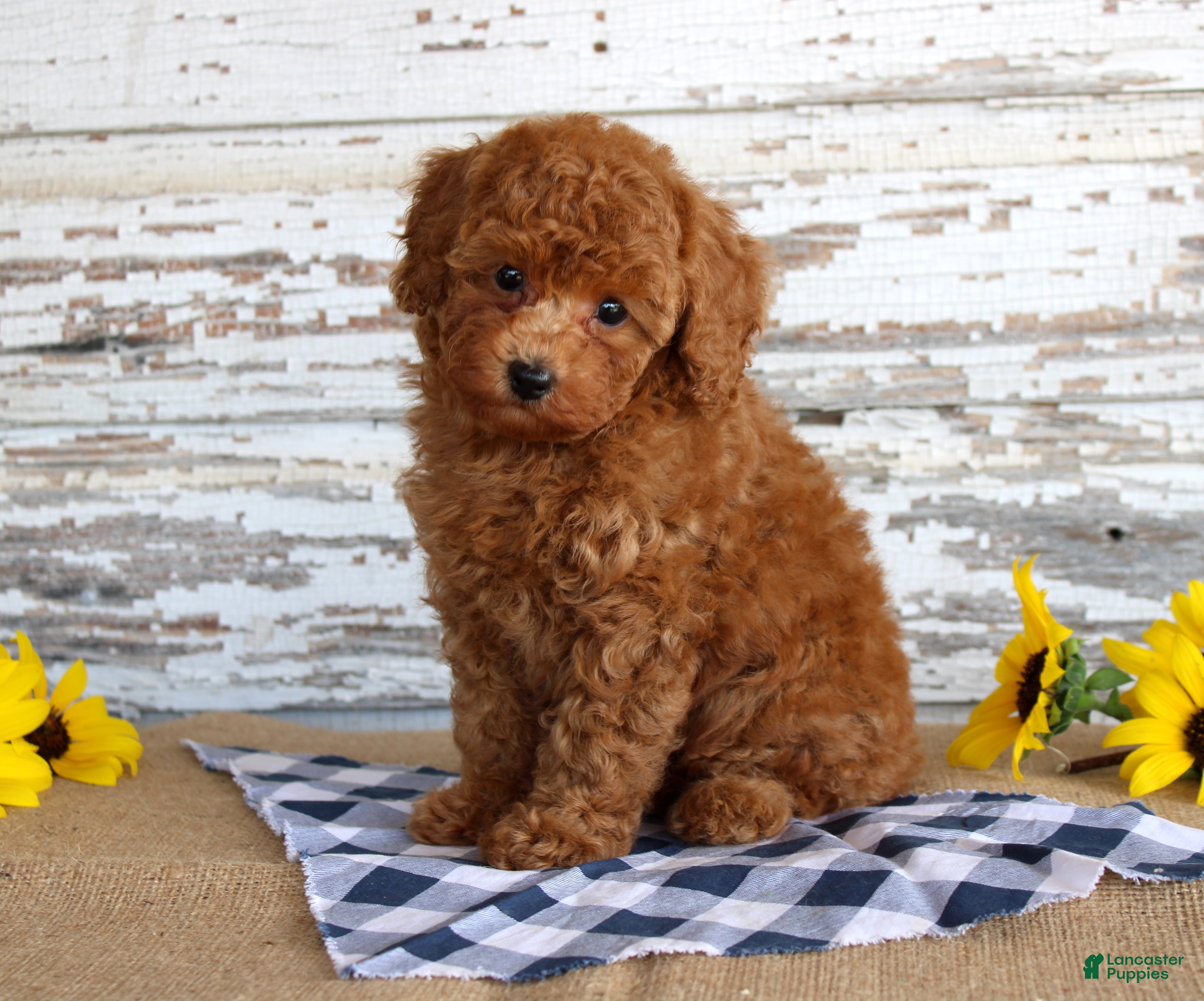 Toy Poodle dogs Bingo - Ad 1