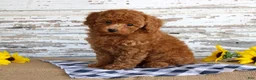 Toy Poodle dogs for sale: Bingo - Ad 1