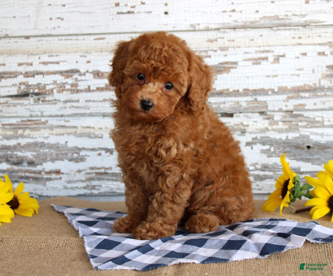 Toy Poodle dogs for sale: Bingo - Ad 1