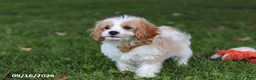 Cavapoochon dogs for sale: Kobe - Ad 7