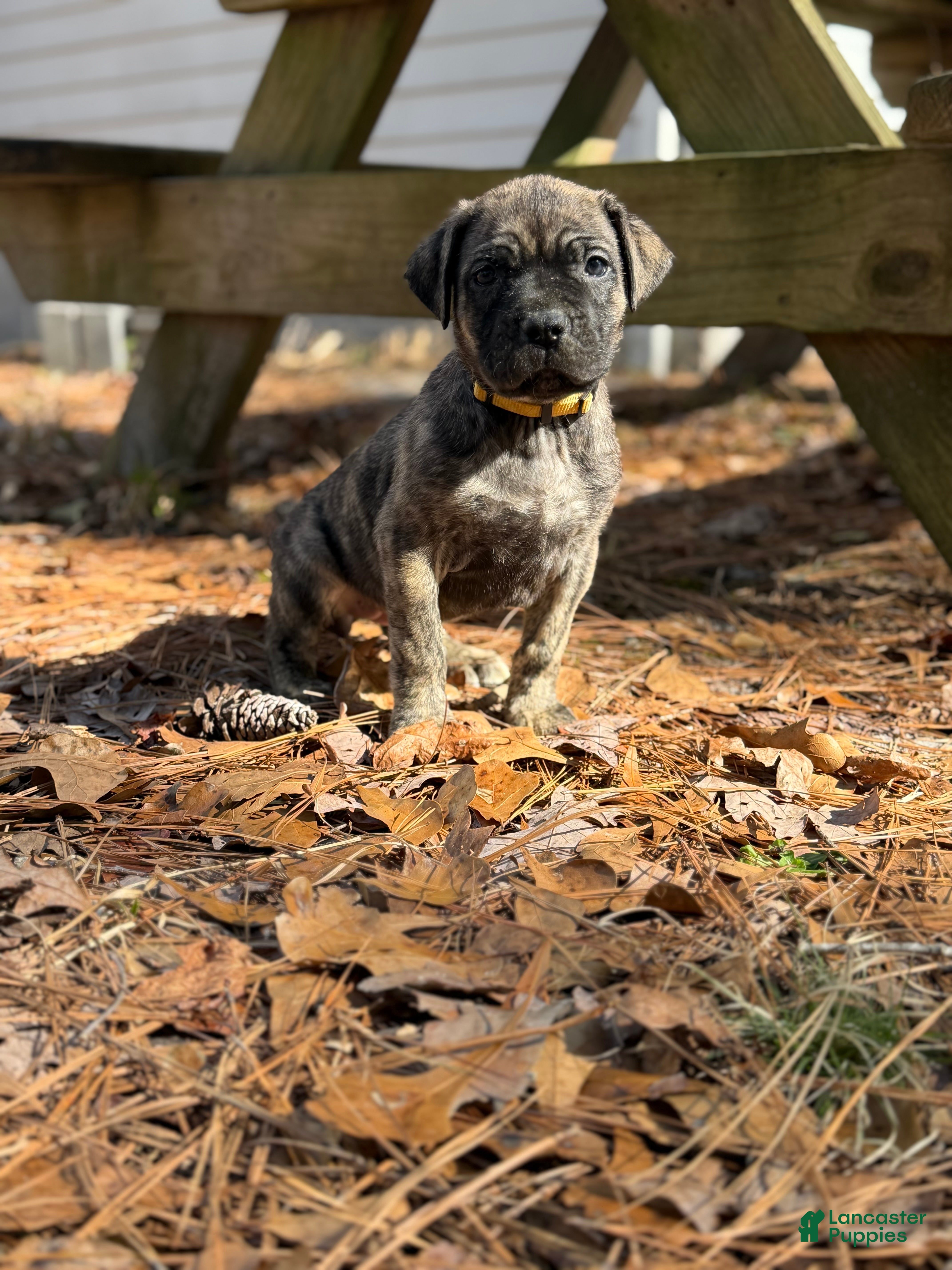 Cane Corso dogs Hera - Ad 15