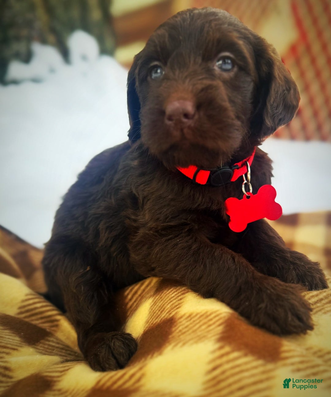 Labradoodle dogs for sale: Labradoodle Puppy 1 - Ad 6