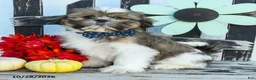 Shih Tzu dogs for sale: Mason - Ad 5