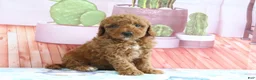 Mini Goldendoodle dogs for sale: Hannah - Ad 4