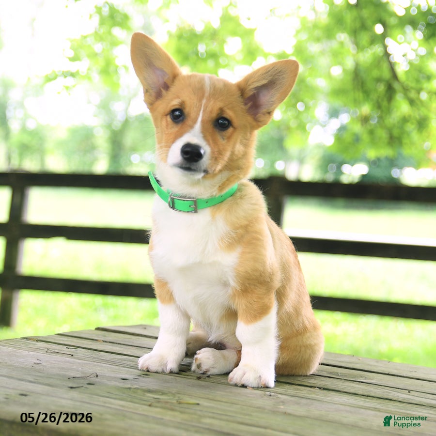 Welsh Corgi Pembroke dogs Kamala - Ad 1