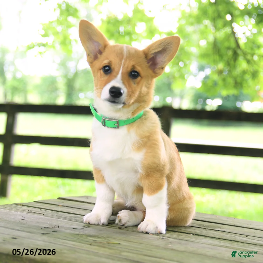 Welsh Corgi Pembroke dogs for sale: Kamala - Ad 1