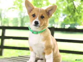 Welsh Corgi Pembroke dogs for sale: Kamala - Ad 3