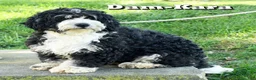 Mini Bernedoodle dogs for sale: Gwen - Ad 10