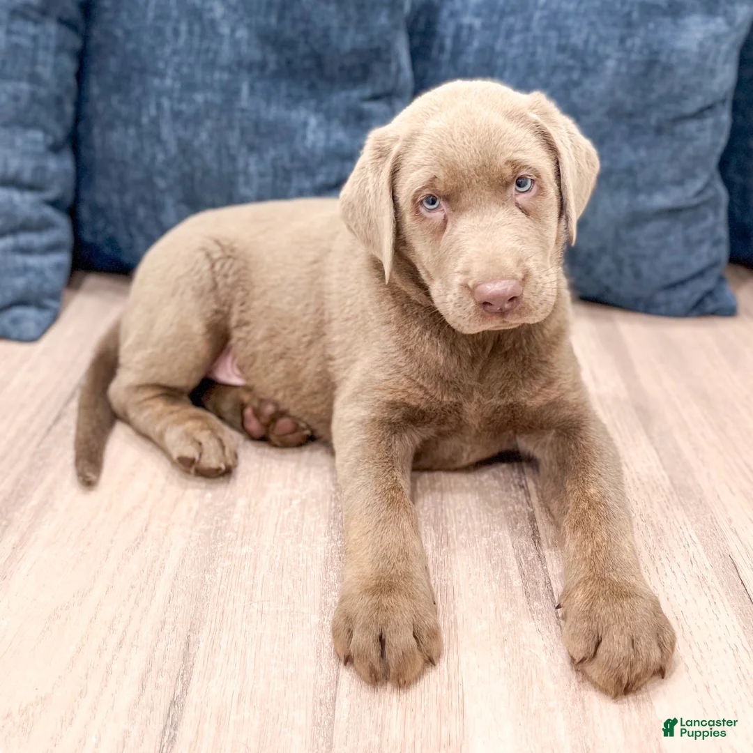Labrador Retriever dogs for sale: Ralph - Ad 2