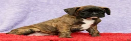 Boxer dogs for sale: Nellie - Ad 3