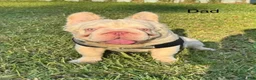 French Bulldog dogs for sale: French Bulldog  - Ad 10
