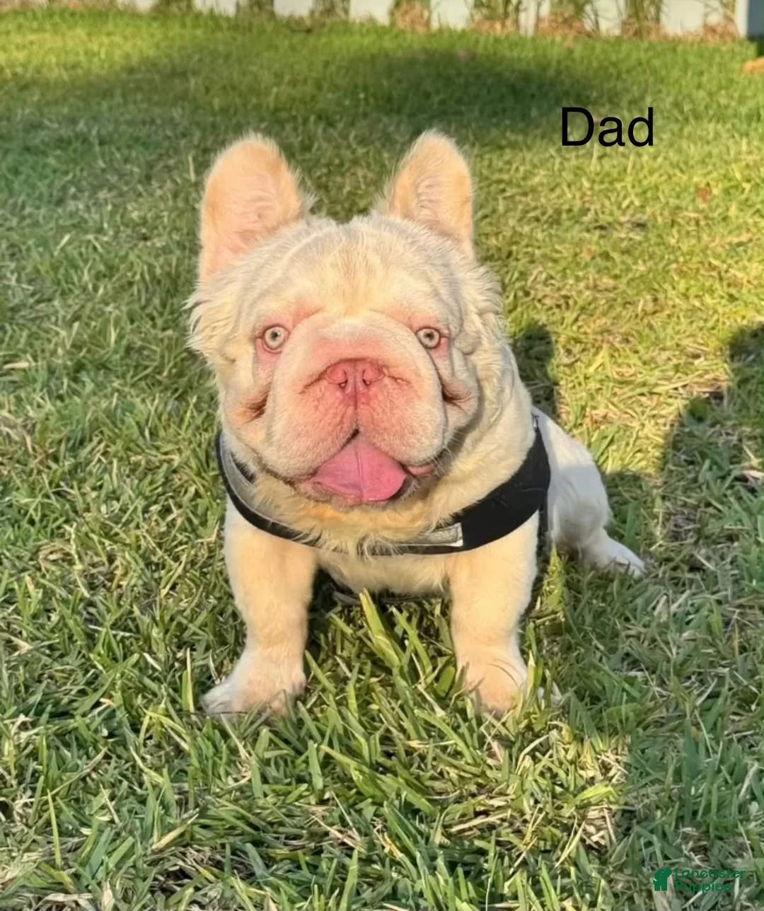 French Bulldog dogs for sale: French Bulldog  - Ad 10