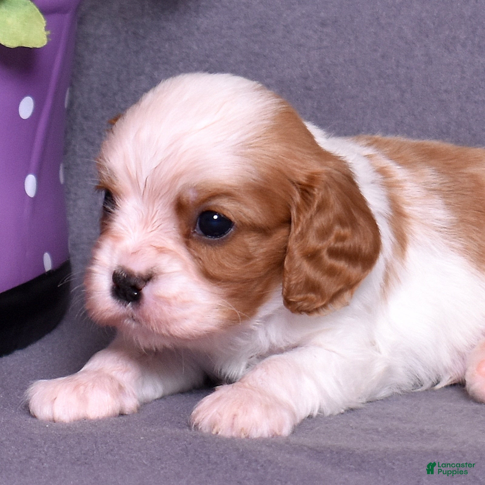 Cavalier King Charles Spaniel dogs Oliver - Ad 1