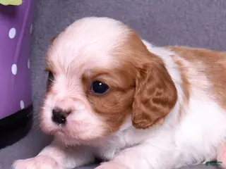 Cavalier King Charles Spaniel dogs for sale: Oliver - Ad 3