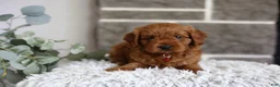 Cavapoo dogs for sale: Solly  - Ad 9