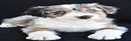Mixed Breed dogs for sale: Austin - Ad 5