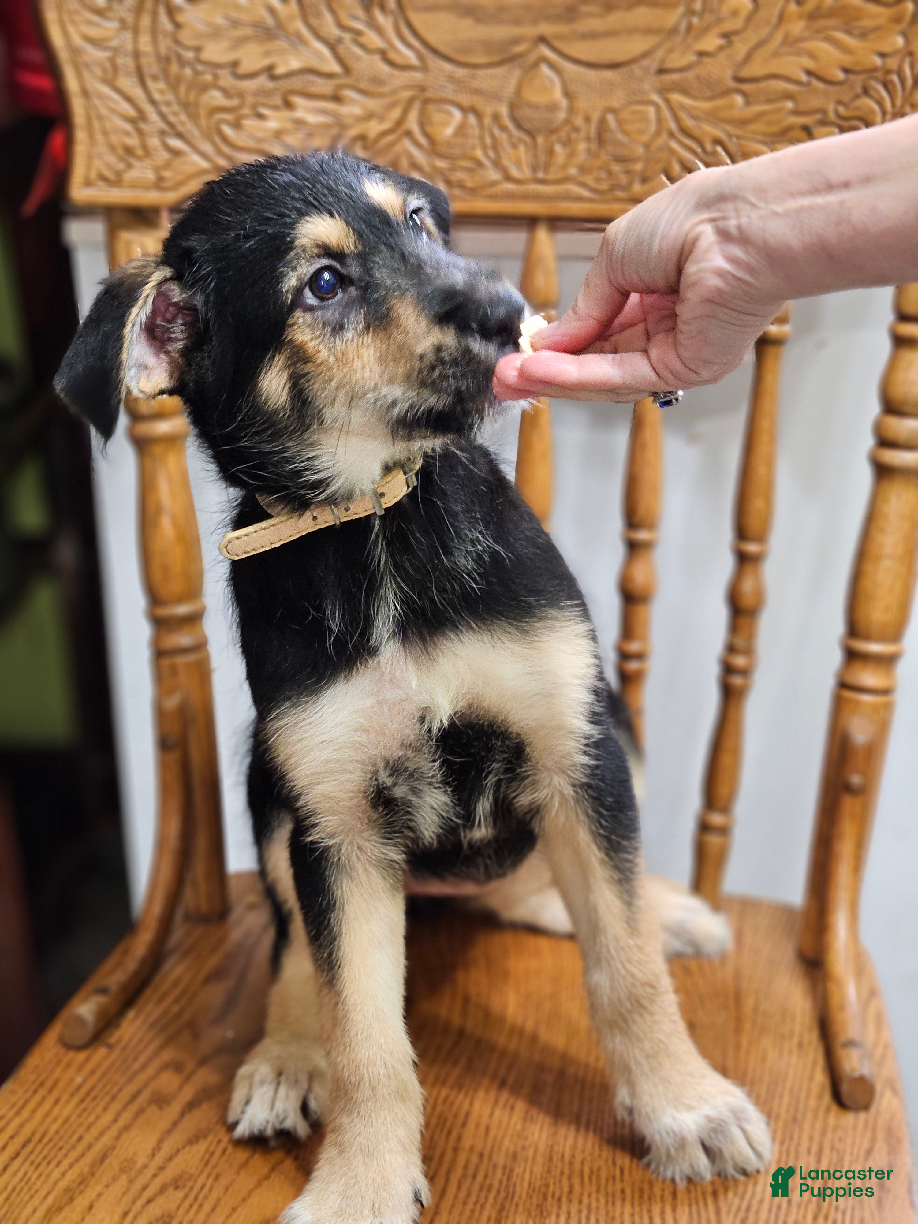 Mixed Breed dogs  Puppy 4 Beige - Ad 8
