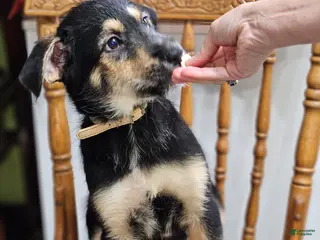 Mixed Breed dogs Puppy 4 Beige - Ad 14