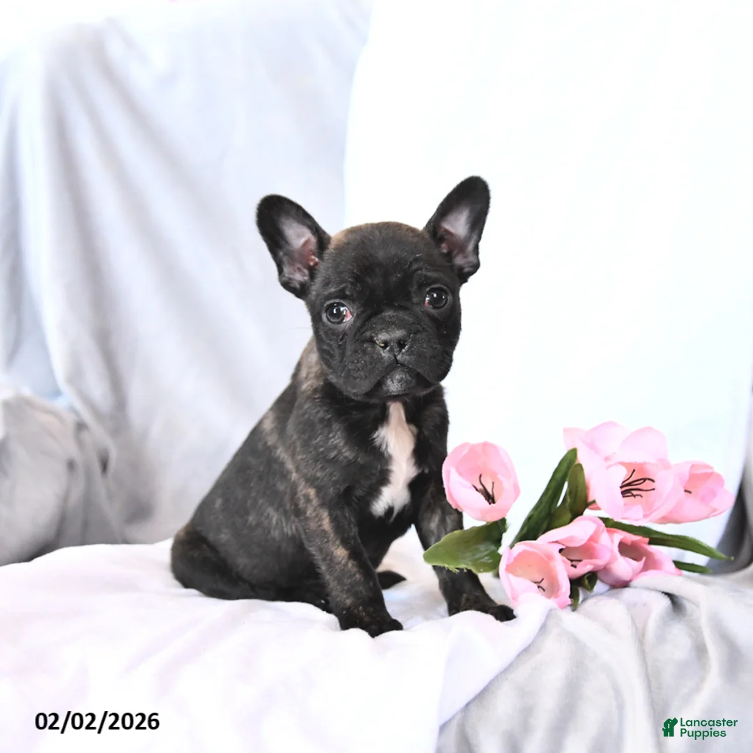 Frenchton dogs for sale: Scout - Ad 1