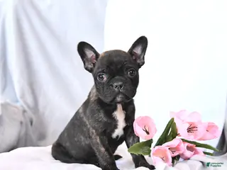 Frenchton dogs Scout - Ad 39