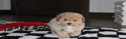 Bichpoo dogs for sale: Skylar - Ad 6