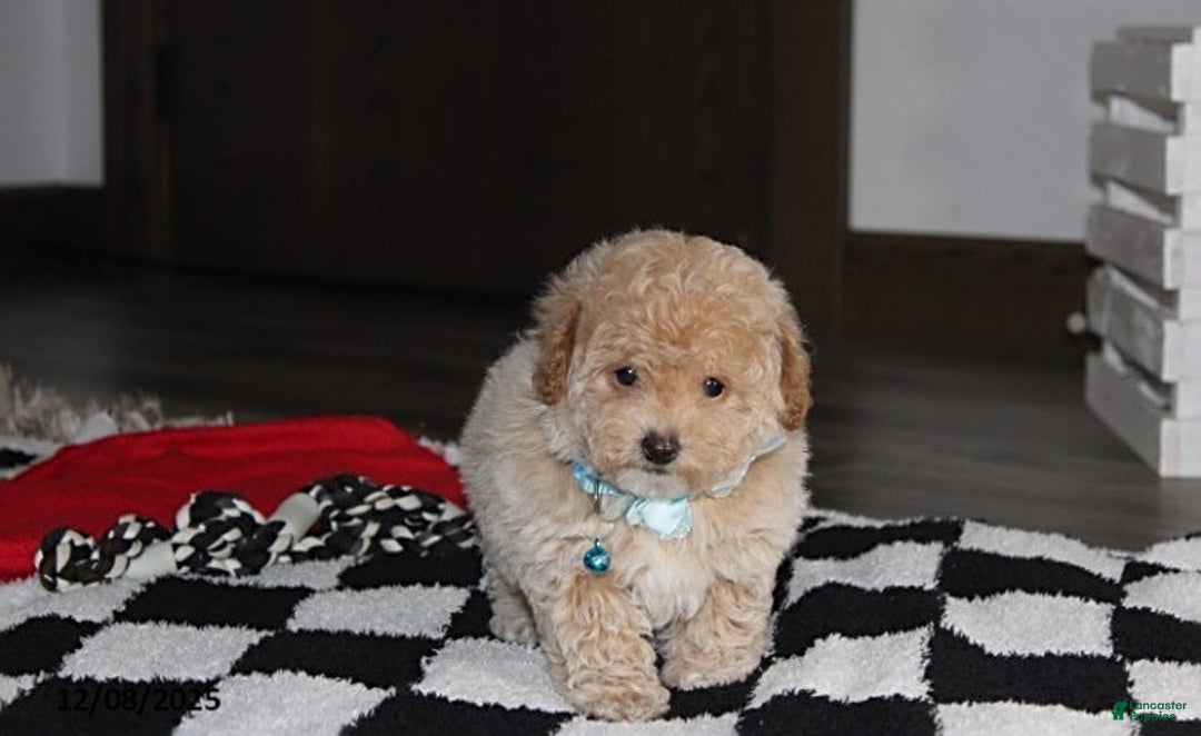 Bichpoo dogs for sale: Skylar - Ad 6