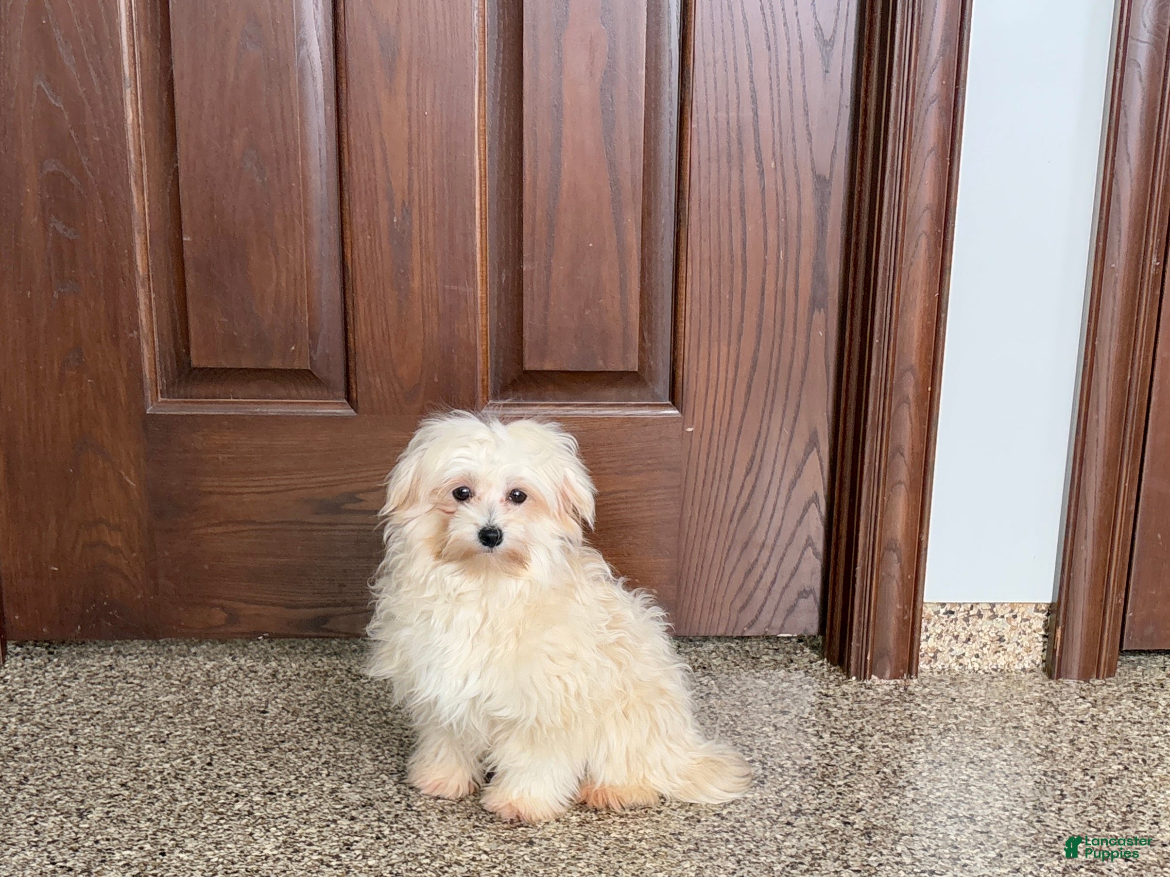 Mixed Breed dogs Karen havamalt  - Ad 23