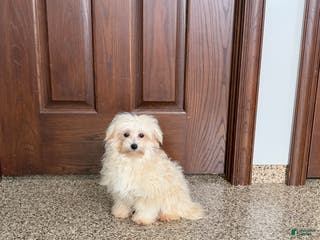 Mixed Breed dogs Karen havamalt - Ad 23