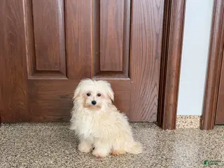 Mixed Breed dogs Karen havamalt - Ad 22