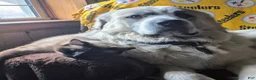 Great Pyrenees dogs for sale: Great Pyrenees Puppy 2 - Ad 8