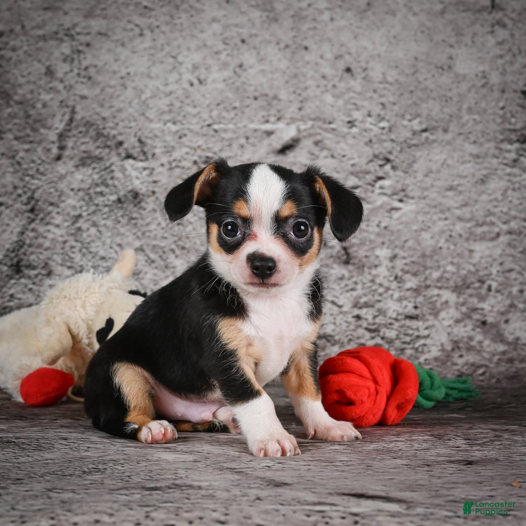 Chihuahua dogs Zack - Ad 2