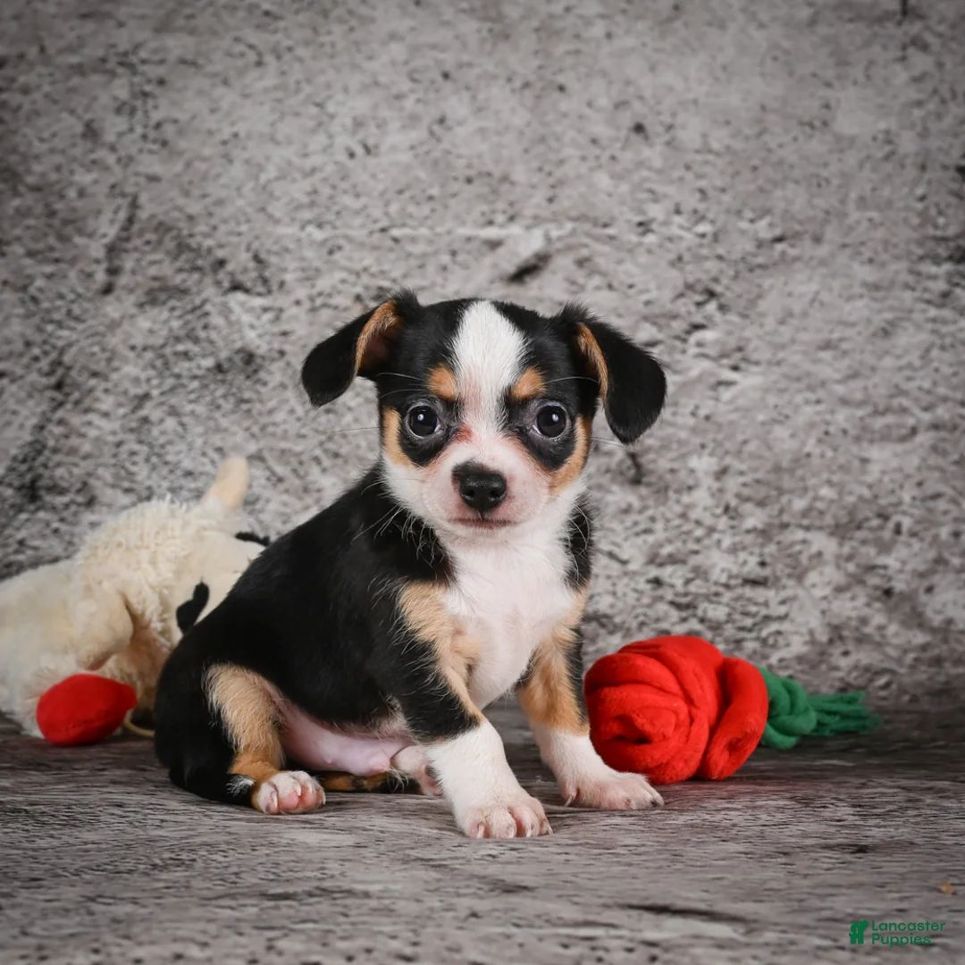 Chihuahua dogs for sale: Zack - Ad 2