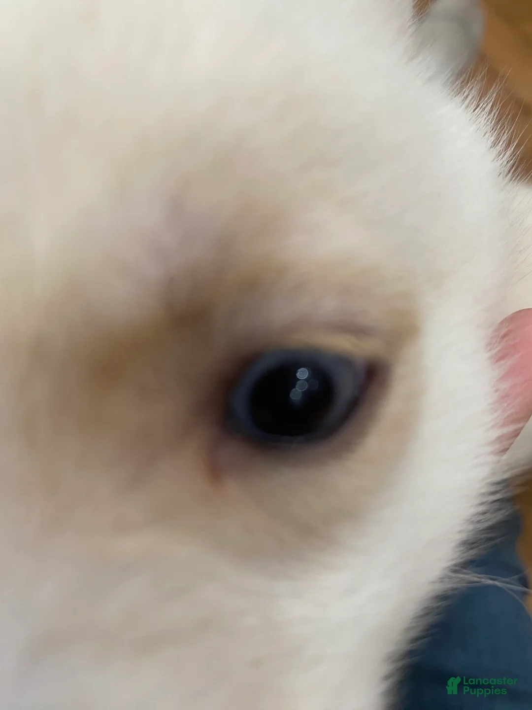 Siberian Husky dogs for sale: Jordan - Ad 6