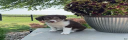 Mixed Breed dogs for sale: Michelle - Ad 5