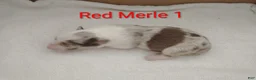 Border Collie dogs for sale: Border Collie 6 - Ad 3