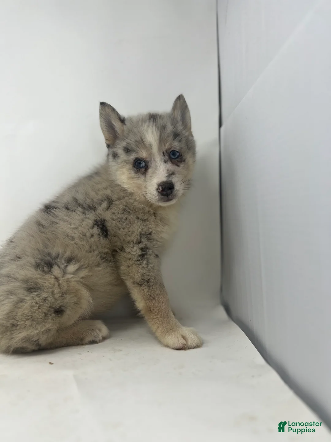 Pomsky dogs for sale: Tanner - Ad 3