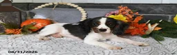 Cavalier King Charles Spaniel dogs for sale: Jordan - Ad 3