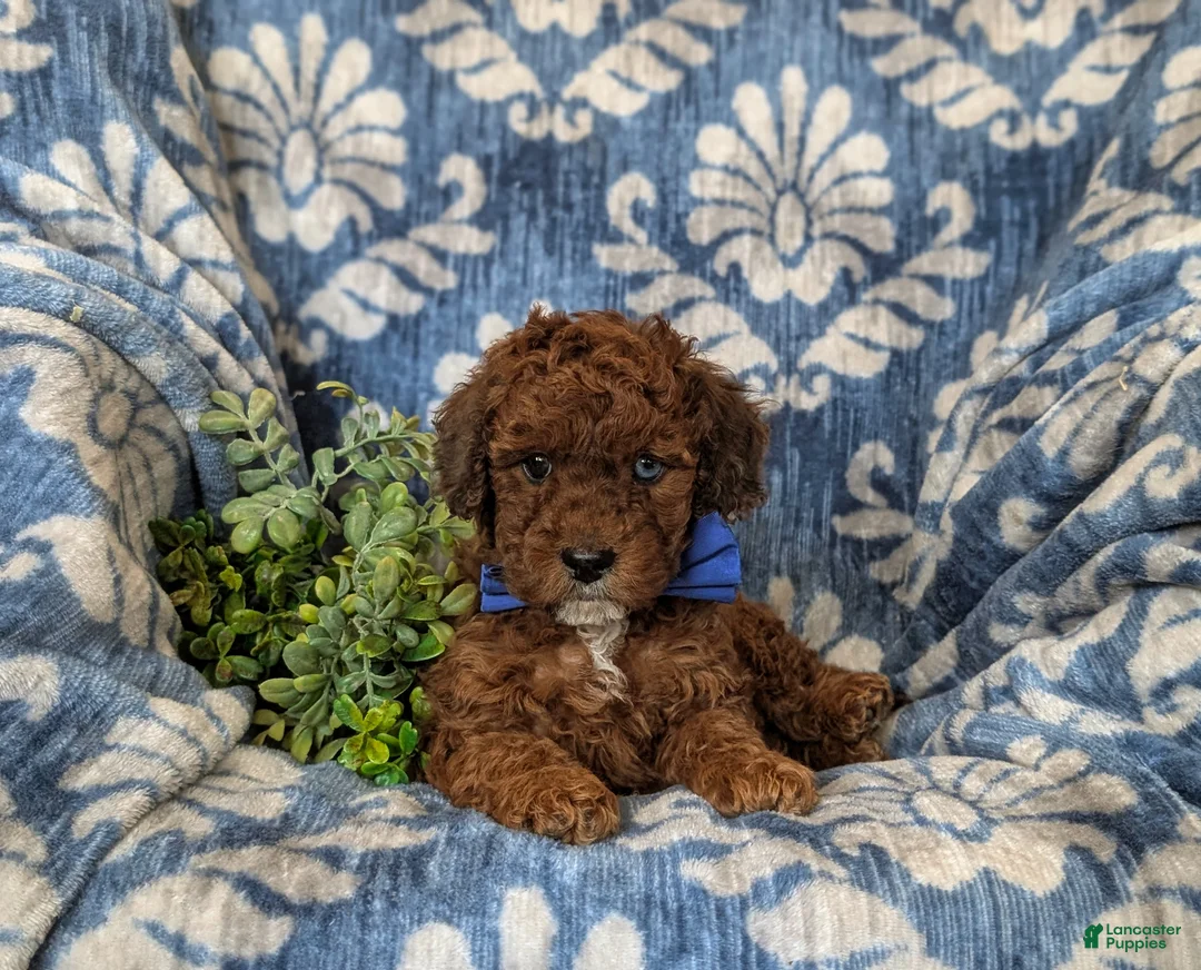 Cockapoo dogs for sale: Franklin Hypoallergenic - Ad 6