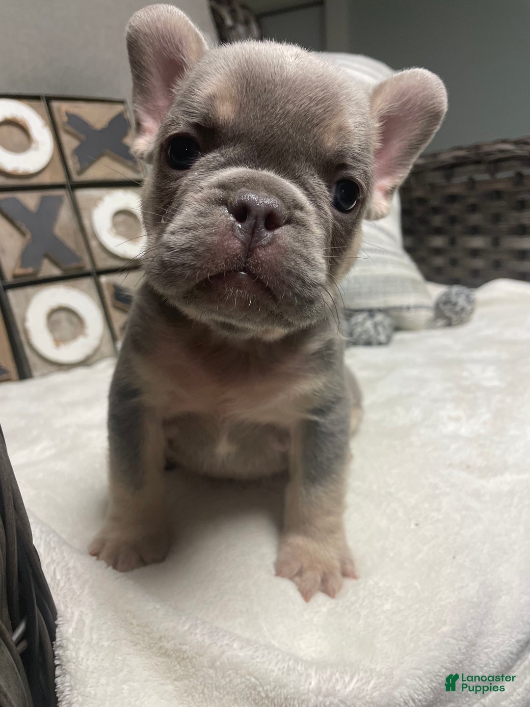 French Bulldog dogs for sale: French Bulldog Puppy 2 - Ad 4