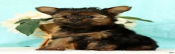 Yorkshire Terrier dogs for sale: Benji - Ad 5
