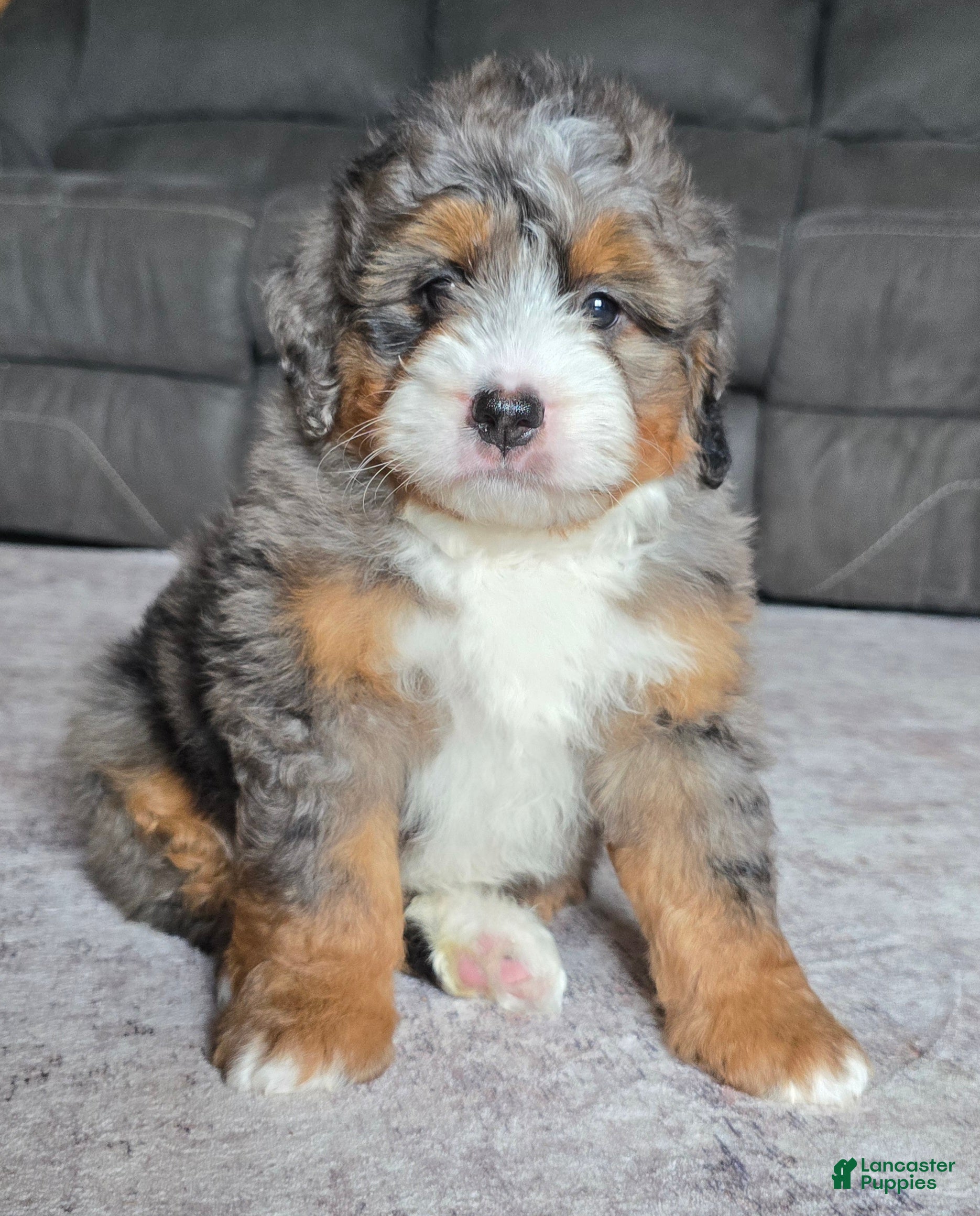 Mini Bernedoodle dogs Mini Indi - Ad 2